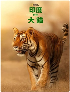 一梦枕星河星河故人归